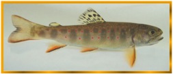 Aquatic Biomonitoring - Brook Trout