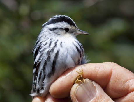 Black and White Warbler (Photo by Jim Petranka)