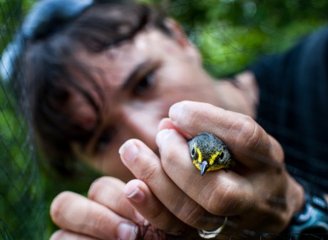 A volunteer holds a Canada Warbler