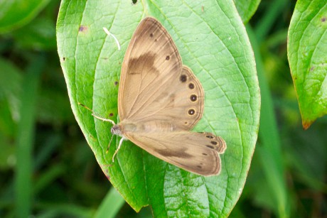 An Appalachian Brown butterfly on the stateline wetland property, recently conserved by LTLT.